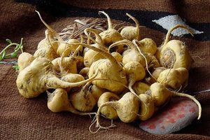 maca andina