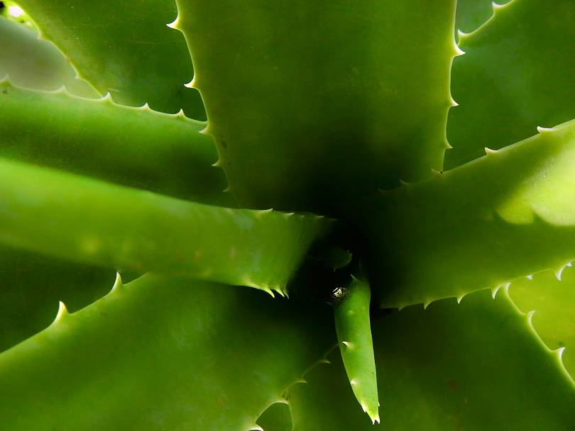 Propiedades del aloe vera para beber