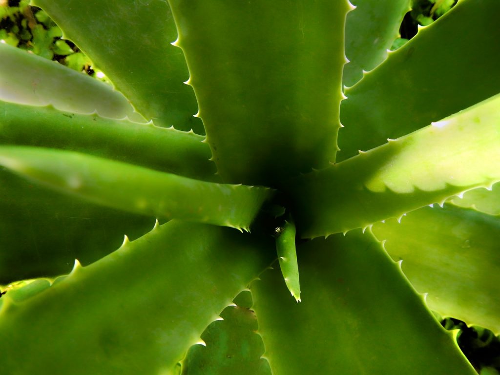 zumo de aloe vera colon irritable estreñimiento