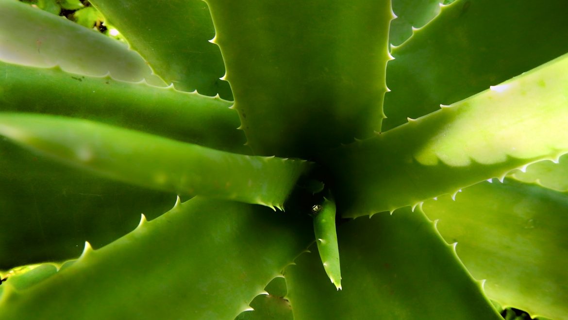 propiedades del aloe vera