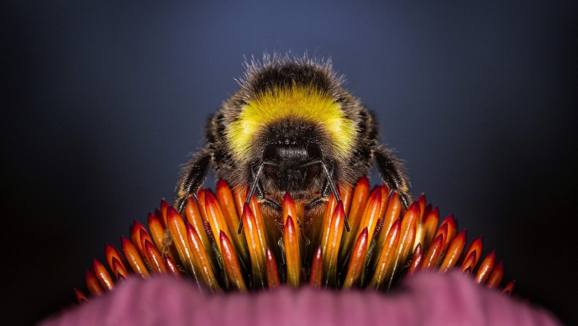 Veneno De Abeja Para Artritis