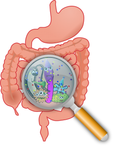 bacterias en el intestino_guía mejores probióticos