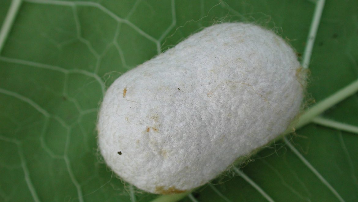 capullo gusano de seda_serrapeptasa