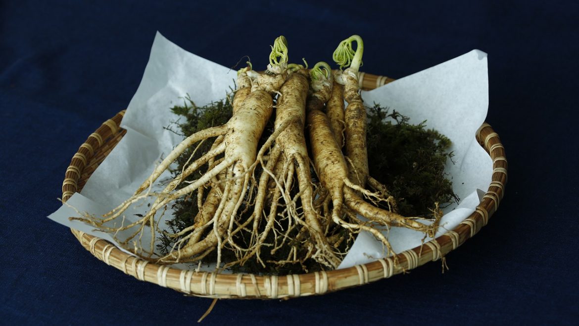 Guía sobre tipos de Ginseng_El Búho Verde