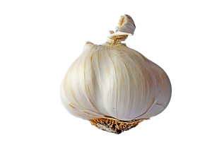 Ajo-antibiotico-natural-300x225