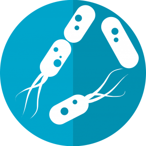 probióticos h pylori