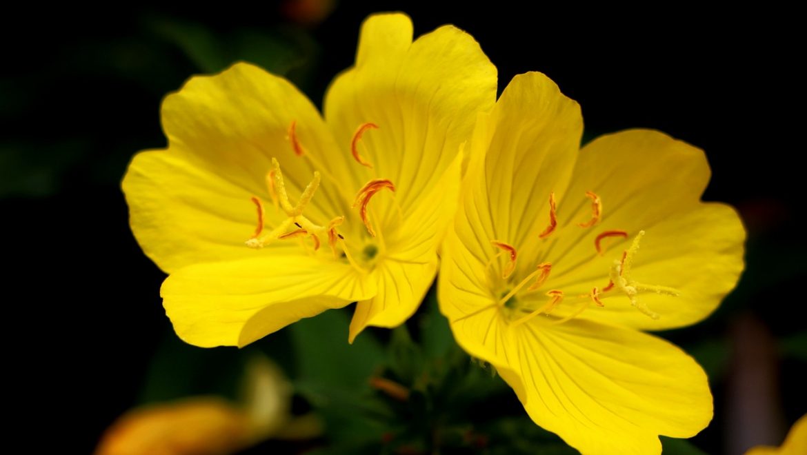 aceite de onagra sop sindrome de ovarios poliquísticos