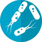 Mejor probiótico para la Helicobacter Pylori