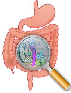 Bacterias en el intestino