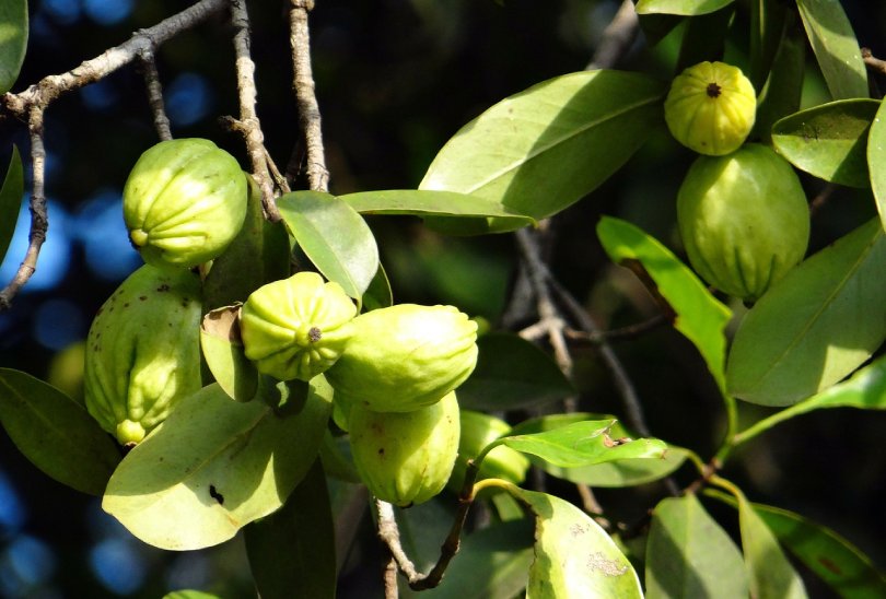 Garcinia Cambogia para perder peso