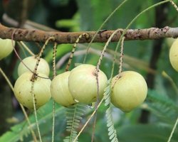 Amla o amalaki, fruto