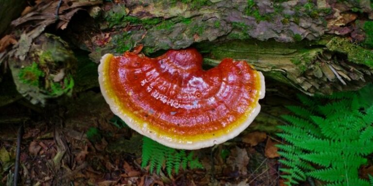 Para qué sirve el reishi o ganoderma